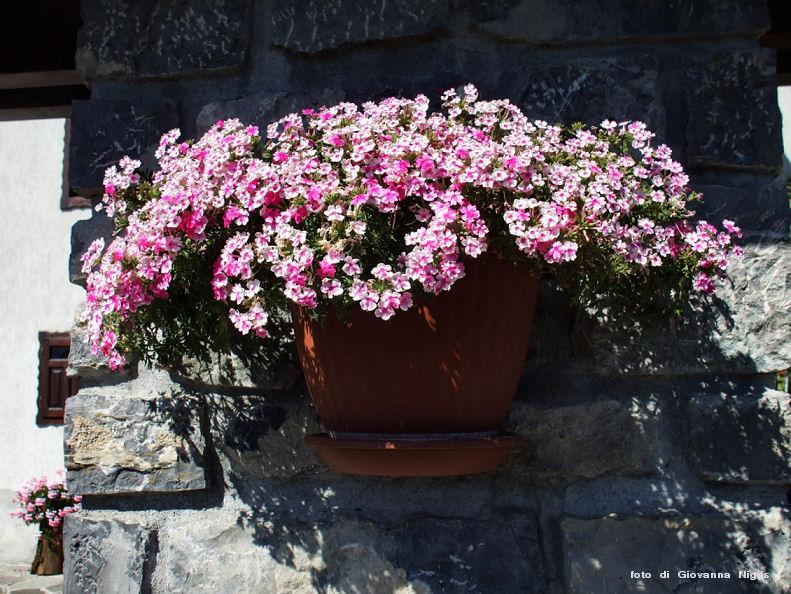 vaso di fiori su una casa di Lauco.JPG